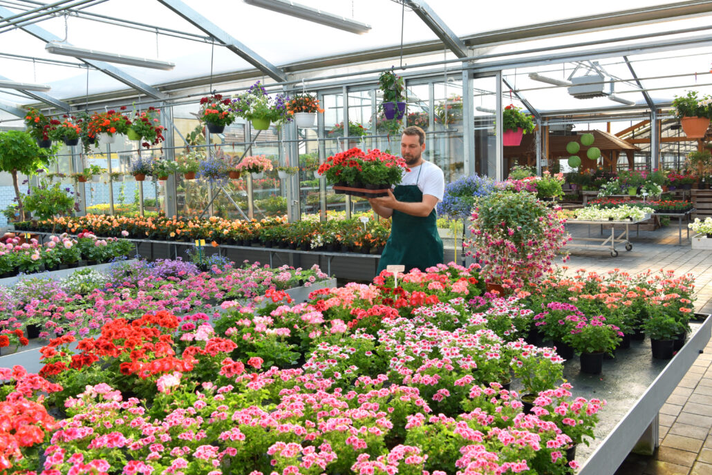 Produtor feliz cultivando flores em uma estufa de uma floricultura