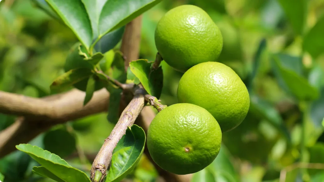 Limão tahiti em pomar brasileiro.